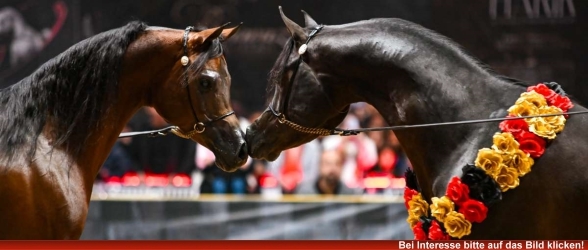 Verona, 07. - 08.11.2026